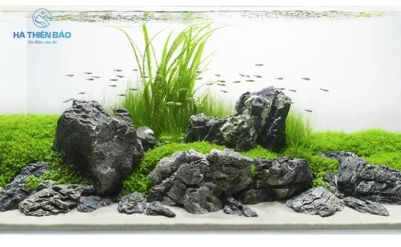 Đá da voi sở hữu hình dáng thô mộc, gợi nhớ đến những vách núi bị thời gian bào mòn