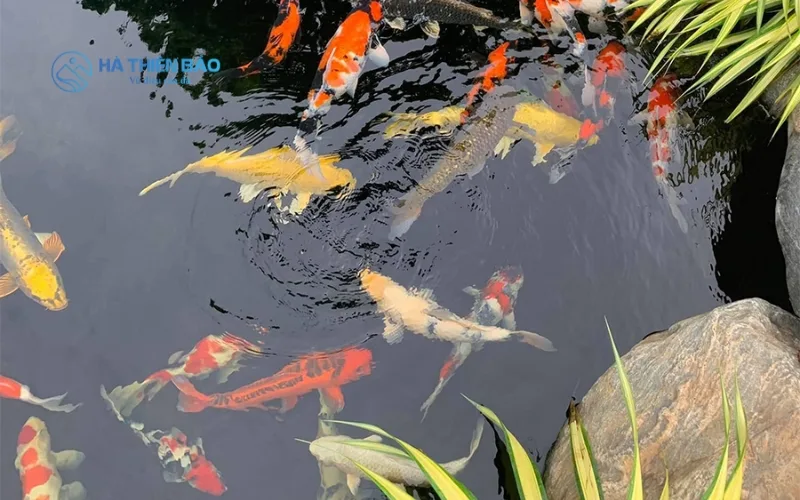 Hồ cá koi đá vân thạch