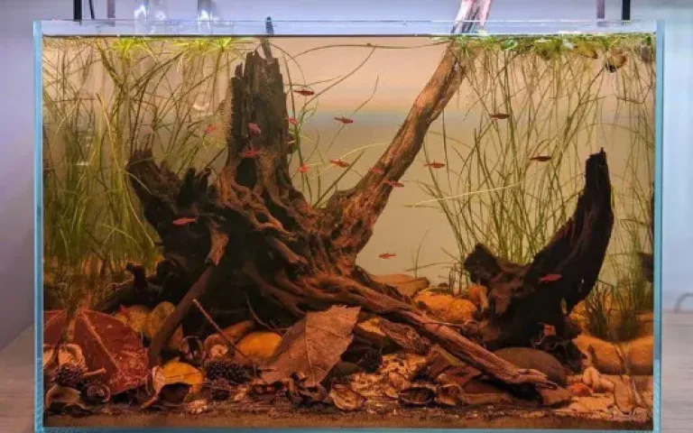 biotope